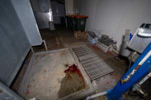 Kill room in rabbit/sheep slaughterhouse - Captured at Gippsland Meats, Bairnsdale VIC Australia.