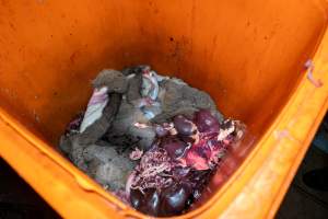 Discarded body parts in bin - Captured at Gippsland Meats, Bairnsdale VIC Australia.
