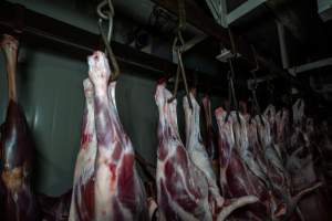 Carcasses hanging in chiller room - Captured at Gippsland Meats, Bairnsdale VIC Australia.