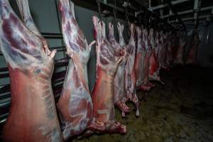 Carcasses hanging in chiller room - Captured at Gippsland Meats, Bairnsdale VIC Australia.