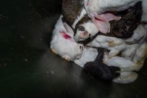 Bin of discarded dead rabbits - Captured at Gippsland Meats, Bairnsdale VIC Australia.