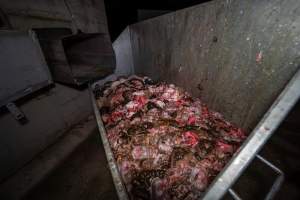 Dumpster fulll of discarded organs and body parts - Captured at Gippsland Meats, Bairnsdale VIC Australia.