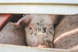 Activists bearing witness to pigs being unloaded at Benalla pig slaughterhouse in Victoria - Activists film pigs being unloaded from a transport truck at Benalla Slaughterhouse, one of two pig slaughterhouses which us carbon dioxide stunning in Victoria. - Captured at Benalla Abattoir, Benalla VIC Australia.