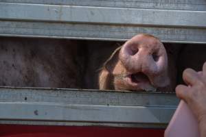 Pig inside of Transport Truck - Photos taken at vigil at Benalla, where pigs were seen being unloaded from a transport truck into the slaughterhouse, one of the pig slaughterhouses which use carbon dioxide stunning in Victoria. - Captured at Benalla Abattoir, Benalla VIC Australia.