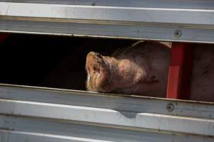 Pig inside of Transport Truck - Photos taken at vigil at Benalla, where pigs were seen being unloaded from a transport truck into the slaughterhouse, one of the pig slaughterhouses which use carbon dioxide stunning in Victoria. - Captured at Benalla Abattoir, Benalla VIC Australia.