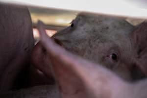 Pig inside of Transport Truck - Photos taken at vigil at Benalla, where pigs were seen being unloaded from a transport truck into the slaughterhouse, one of the pig slaughterhouses which use carbon dioxide stunning in Victoria. - Captured at Benalla Abattoir, Benalla VIC Australia.