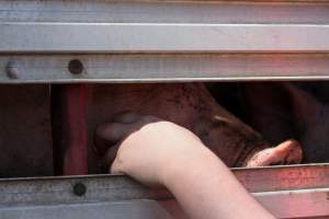 Pig inside of Transport Truck - Photos taken at vigil at Benalla, where pigs were seen being unloaded from a transport truck into the slaughterhouse, one of the pig slaughterhouses which use carbon dioxide stunning in Victoria. - Captured at Benalla Abattoir, Benalla VIC Australia.