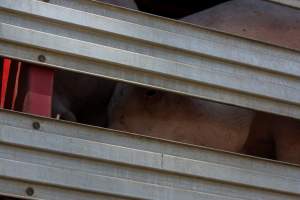 Pig inside of Transport Truck - Photos taken at vigil at Benalla, where pigs were seen being unloaded from a transport truck into the slaughterhouse, one of the pig slaughterhouses which use carbon dioxide stunning in Victoria. - Captured at Benalla Abattoir, Benalla VIC Australia.