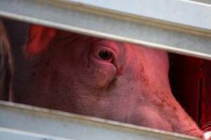 Pig inside of Transport Truck - Photos taken at vigil at Benalla, where pigs were seen being unloaded from a transport truck into the slaughterhouse, one of the pig slaughterhouses which use carbon dioxide stunning in Victoria. - Captured at Benalla Abattoir, Benalla VIC Australia.