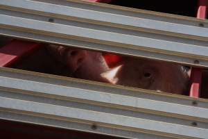 Pig inside of Transport Truck - Photos taken at vigil at Benalla, where pigs were seen being unloaded from a transport truck into the slaughterhouse, one of the pig slaughterhouses which use carbon dioxide stunning in Victoria. - Captured at Benalla Abattoir, Benalla VIC Australia.