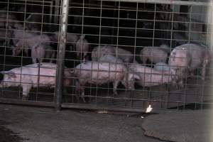 Piglets in Holding Pens - Photos taken at vigil at Benalla, where pigs were seen being unloaded from a transport truck into the slaughterhouse, one of the pig slaughterhouses which use carbon dioxide stunning in Victoria. - Captured at Benalla Abattoir, Benalla VIC Australia.