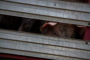 Pig inside of Transport Truck - Photos taken at vigil at Benalla, where pigs were seen being unloaded from a transport truck into the slaughterhouse, one of the pig slaughterhouses which use carbon dioxide stunning in Victoria. - Captured at Benalla Abattoir, Benalla VIC Australia.