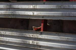 Pig inside of Transport Truck - Photos taken at vigil at Benalla, where pigs were seen being unloaded from a transport truck into the slaughterhouse, one of the pig slaughterhouses which use carbon dioxide stunning in Victoria. - Captured at Benalla Abattoir, Benalla VIC Australia.