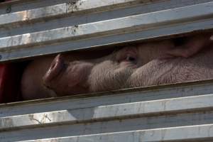 Pig inside of Transport Truck - Photos taken at vigil at Benalla, where pigs were seen being unloaded from a transport truck into the slaughterhouse, one of the pig slaughterhouses which use carbon dioxide stunning in Victoria. - Captured at Benalla Abattoir, Benalla VIC Australia.