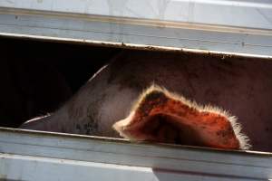 Pig inside of Transport Truck - Photos taken at vigil at Benalla, where pigs were seen being unloaded from a transport truck into the slaughterhouse, one of the pig slaughterhouses which use carbon dioxide stunning in Victoria. - Captured at Benalla Abattoir, Benalla VIC Australia.