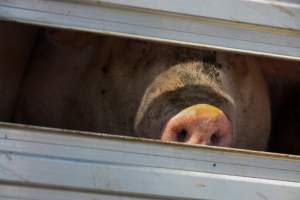 Pig inside of Transport Truck - Photos taken at vigil at Benalla, where pigs were seen being unloaded from a transport truck into the slaughterhouse, one of the pig slaughterhouses which use carbon dioxide stunning in Victoria. - Captured at Benalla Abattoir, Benalla VIC Australia.