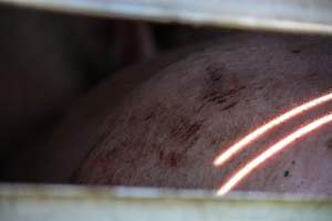 Pig inside of Transport Truck - Photos taken at vigil at Benalla, where pigs were seen being unloaded from a transport truck into the slaughterhouse, one of the pig slaughterhouses which use carbon dioxide stunning in Victoria. - Captured at Benalla Abattoir, Benalla VIC Australia.