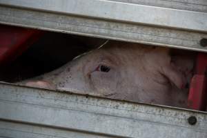 Pig inside of Transport Truck - Photos taken at vigil at Benalla, where pigs were seen being unloaded from a transport truck into the slaughterhouse, one of the pig slaughterhouses which use carbon dioxide stunning in Victoria. - Captured at Benalla Abattoir, Benalla VIC Australia.