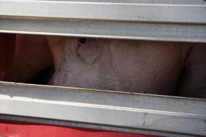 Pig inside of Transport Truck - Photos taken at vigil at Benalla, where pigs were seen being unloaded from a transport truck into the slaughterhouse, one of the pig slaughterhouses which use carbon dioxide stunning in Victoria. - Captured at Benalla Abattoir, Benalla VIC Australia.