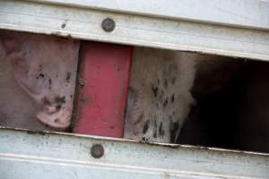 Pig inside of Transport Truck - Photos taken at vigil at Benalla, where pigs were seen being unloaded from a transport truck into the slaughterhouse, one of the pig slaughterhouses which use carbon dioxide stunning in Victoria. - Captured at Benalla Abattoir, Benalla VIC Australia.