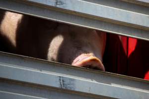 Pig inside of Transport Truck - Photos taken at vigil at Benalla, where pigs were seen being unloaded from a transport truck into the slaughterhouse, one of the pig slaughterhouses which use carbon dioxide stunning in Victoria. - Captured at Benalla Abattoir, Benalla VIC Australia.