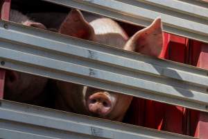 Pig inside of Transport Truck - Photos taken at vigil at Benalla, where pigs were seen being unloaded from a transport truck into the slaughterhouse, one of the pig slaughterhouses which use carbon dioxide stunning in Victoria. - Captured at Benalla Abattoir, Benalla VIC Australia.