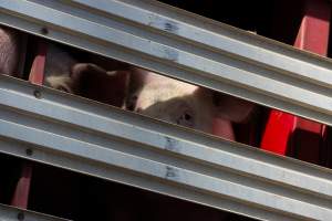 Pig inside of Transport Truck - Photos taken at vigil at Benalla, where pigs were seen being unloaded from a transport truck into the slaughterhouse, one of the pig slaughterhouses which use carbon dioxide stunning in Victoria. - Captured at Benalla Abattoir, Benalla VIC Australia.