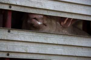 Pig inside of Transport Truck - Photos taken at vigil at Benalla, where pigs were seen being unloaded from a transport truck into the slaughterhouse, one of the pig slaughterhouses which use carbon dioxide stunning in Victoria. - Captured at Benalla Abattoir, Benalla VIC Australia.