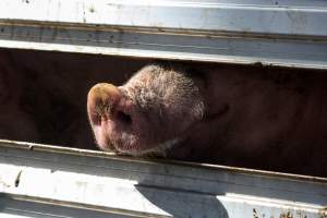 Pig inside of Transport Truck - Photos taken at vigil at Benalla, where pigs were seen being unloaded from a transport truck into the slaughterhouse, one of the pig slaughterhouses which use carbon dioxide stunning in Victoria. - Captured at Benalla Abattoir, Benalla VIC Australia.