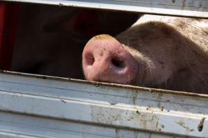 Pig inside of Transport Truck - Photos taken at vigil at Benalla, where pigs were seen being unloaded from a transport truck into the slaughterhouse, one of the pig slaughterhouses which use carbon dioxide stunning in Victoria. - Captured at Benalla Abattoir, Benalla VIC Australia.