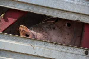 Pig inside of Transport Truck - Photos taken at vigil at Benalla, where pigs were seen being unloaded from a transport truck into the slaughterhouse, one of the pig slaughterhouses which use carbon dioxide stunning in Victoria. - Captured at Benalla Abattoir, Benalla VIC Australia.