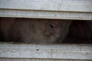 Pig inside of Transport Truck - Photos taken at vigil at Benalla, where pigs were seen being unloaded from a transport truck into the slaughterhouse, one of the pig slaughterhouses which use carbon dioxide stunning in Victoria. - Captured at Benalla Abattoir, Benalla VIC Australia.