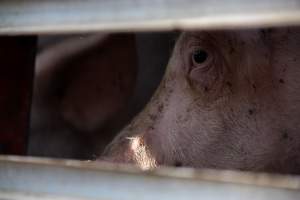 Pig inside of Transport Truck - Photos taken at vigil at Benalla, where pigs were seen being unloaded from a transport truck into the slaughterhouse, one of the pig slaughterhouses which use carbon dioxide stunning in Victoria. - Captured at Benalla Abattoir, Benalla VIC Australia.