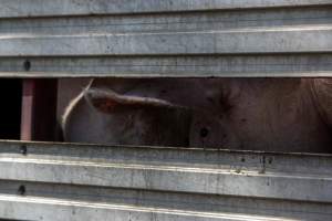 Pigs inside of Transport Truck - Photos taken at vigil at Benalla, where pigs were seen being unloaded from a transport truck into the slaughterhouse, one of the pig slaughterhouses which use carbon dioxide stunning in Victoria. - Captured at Benalla Abattoir, Benalla VIC Australia.