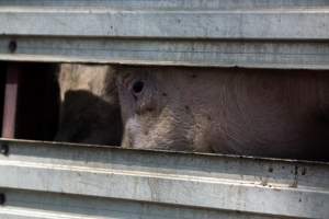 Pig inside of Transport Truck - Photos taken at vigil at Benalla, where pigs were seen being unloaded from a transport truck into the slaughterhouse, one of the pig slaughterhouses which use carbon dioxide stunning in Victoria. - Captured at Benalla Abattoir, Benalla VIC Australia.