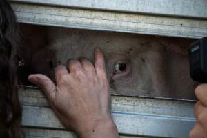 Activist Filming Pig - Photos taken at vigil at Benalla, where pigs were seen being unloaded from a transport truck into the slaughterhouse, one of the pig slaughterhouses which use carbon dioxide stunning in Victoria. - Captured at Benalla Abattoir, Benalla VIC Australia.