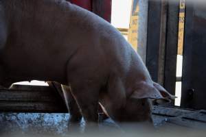 Pig inside of Transport Truck - Photos taken at vigil at Benalla, where pigs were seen being unloaded from a transport truck into the slaughterhouse, one of the pig slaughterhouses which use carbon dioxide stunning in Victoria. - Captured at Benalla Abattoir, Benalla VIC Australia.