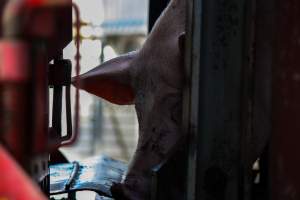 Pig attempting to get back into Transport Truck - Photos taken at vigil at Benalla, where pigs were seen being unloaded from a transport truck into the slaughterhouse, one of the pig slaughterhouses which use carbon dioxide stunning in Victoria. - Captured at Benalla Abattoir, Benalla VIC Australia.