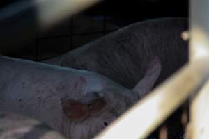 Pigs inside of Benalla - Photos taken at vigil at Benalla, where pigs were seen being unloaded from a transport truck into the slaughterhouse, one of the pig slaughterhouses which use carbon dioxide stunning in Victoria. - Captured at Benalla Abattoir, Benalla VIC Australia.