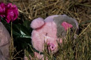 Memorial outside of Midland Bacon - Photos taken outside Midland Bacon, where activists were asking for the release of Olivia, a mother sow who was sexually assaulted while confined in a farrowing crate. - Captured at Midland Bacon, Carag Carag VIC Australia.