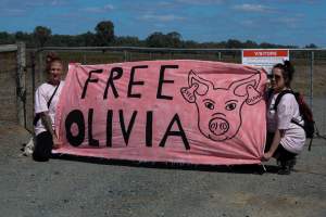 Animals Activists asking for the release of Olivia - Photos taken outside Midland Bacon, where activists were asking for the release of Olivia, a mother sow who was sexually assaulted while confined in a farrowing crate. - Captured at Midland Bacon, Carag Carag VIC Australia.