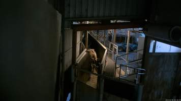 Emaciated cow in the race leading to the knockbox - Screenshot from hidden camera footage, captured at Ralph's Meats cattle slaughterhouse in Seymour, northern Victoria. - Captured at Ralphs Meat Co, Seymour VIC Australia.