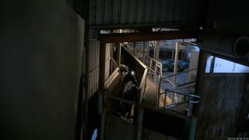 Dairy cows in the race leading to the knockbox - Screenshot from hidden camera footage, captured at Ralph's Meats cattle slaughterhouse in Seymour, northern Victoria. - Captured at Ralphs Meat Co, Seymour VIC Australia.