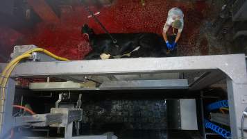 Worker attaches chain to slaughtered cow's leg - Screenshot from hidden camera footage, captured at Ralph's Meats cattle slaughterhouse in Seymour, northern Victoria. - Captured at Ralphs Meat Co, Seymour VIC Australia.