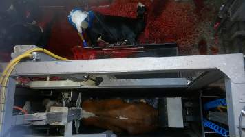 Cow in knockbox while another lies on bloody floor of kill room - Screenshot from hidden camera footage, captured at Ralph's Meats cattle slaughterhouse in Seymour, northern Victoria. - Captured at Ralphs Meat Co, Seymour VIC Australia.