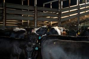 Cows/steers in the holding pens - Captured at Ralphs Meat Co, Seymour VIC Australia.