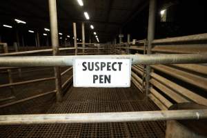 Suspect pen in cattle slaughterhouse holding pens - Captured at Ralphs Meat Co, Seymour VIC Australia.