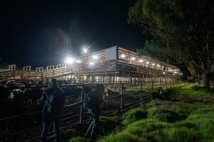 Investigators film cows in outdoor holding pens - Captured at Ralphs Meat Co, Seymour VIC Australia.