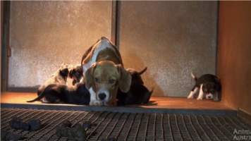 Franny's Story - Images of the dog Franny, rescued by Beagle Rescue Victoria and documented by Animals Australia in 2015

https://animalsaustralia.org/latest-news/franny-beagle-puppy-factory-rescue/