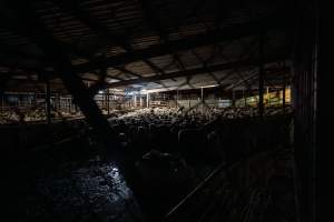 Sheep in holding pens - Through chainlink fence - Captured at MD Foods Australia, Echuca VIC Australia.